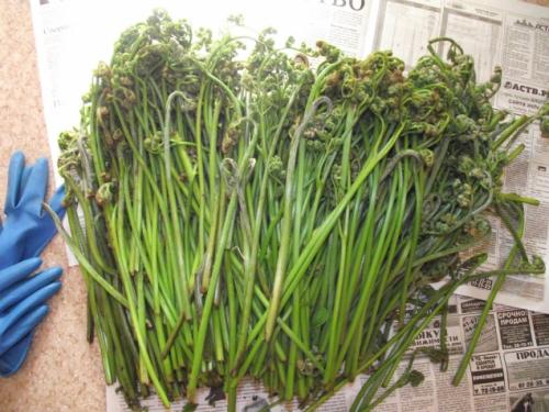 Как готовят папоротник на сахалине. Как я готовлю папоротник