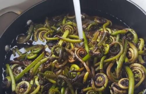 Как приготовить свежий папоротник-орляк в домашних условиях. Рецепт приготовления соленого папоротника 38