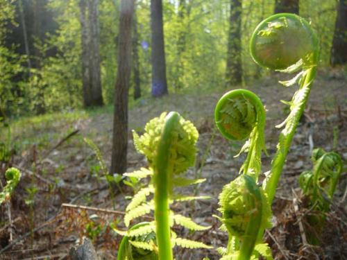 Как готовить замороженный папоротник. Папоротник орляк — рецепты приготовления и полезные свойства