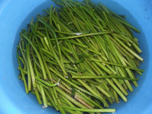 Как готовят папоротник на сахалине. Как я готовлю папоротник