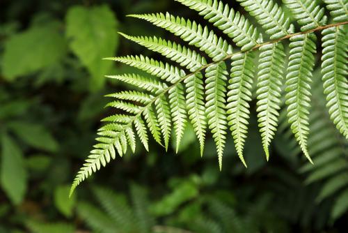 Папоротник в саду приметы. Папоротник в саду и на подоконнике: что говорят приметы и суеверия