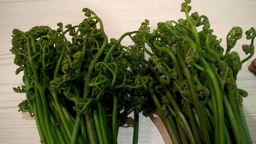 Сколько вымачивать свежий папоротник. Кулинарный пост: как я готовил папоротник-орляк