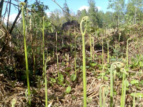Как готовят папоротник на сахалине. Как я готовлю папоротник