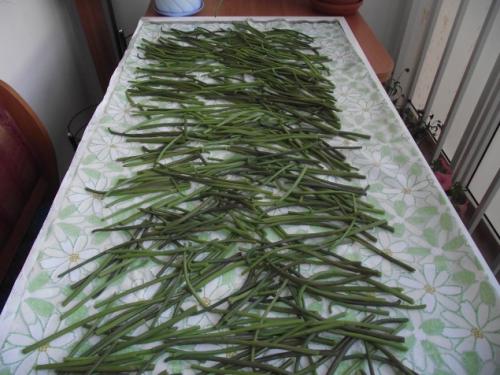 Как готовят папоротник на сахалине. Как я готовлю папоротник