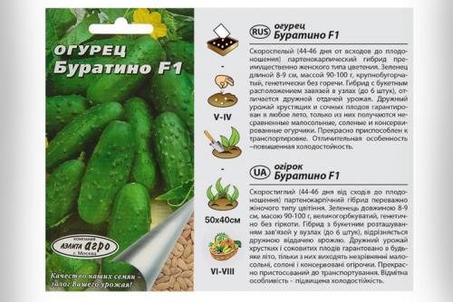 Самые урожайные сорта огурцов для открытого грунта то. Урожайные сорта огурцов — рейтинг 2023 года