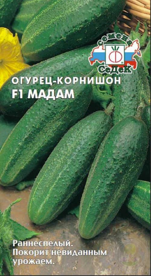 Самые урожайные сорта огурцов для открытого грунта то. Урожайные сорта огурцов — рейтинг 2023 года