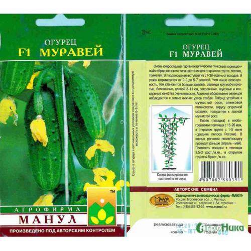 Самые урожайные сорта огурцов для открытого грунта то. Урожайные сорта огурцов — рейтинг 2023 года