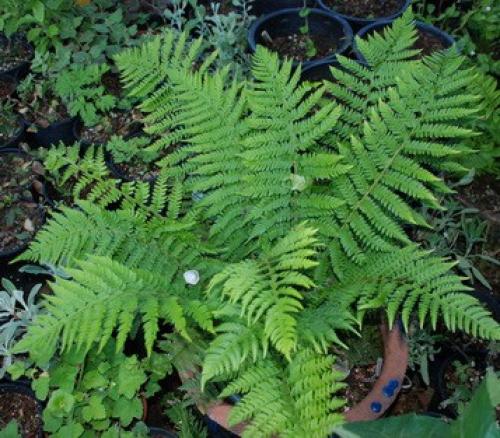 Папоротник зимой. Уход за папоротником осенью подготовка к зиме