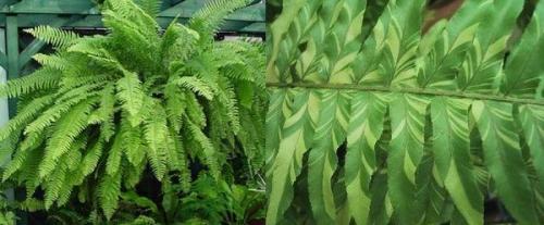 Можно ли обрезать усы у папоротника. Папоротник нефролепис 