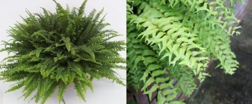 Можно ли обрезать усы у папоротника. Папоротник нефролепис 