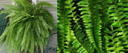 Можно ли обрезать усы у папоротника. Папоротник нефролепис 