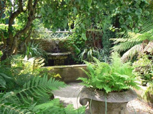 Папоротник в ландшафтном дизайне