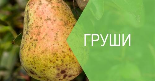 Парша груши. Парша на груше