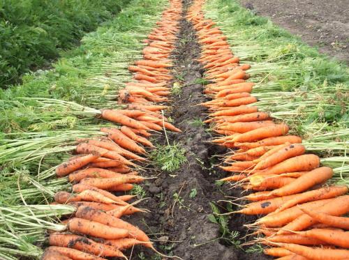 Когда собирать морковь с грядки. Как определить зрелость моркови по признакам?