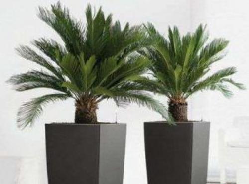 При какой температуре замерзают цветы на улице. Планируем переезд