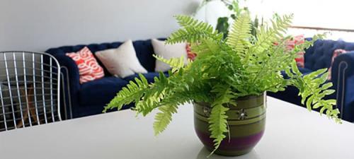 Нефролепис польза. Все о растении нефролепис в народной медицине