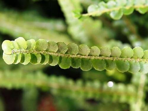 Уход в домашних условиях за нефролеписом. Описание 07