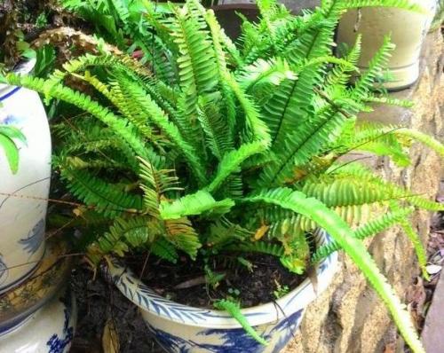 Нефролепис сохнут листья. Папоротник нефролепис 