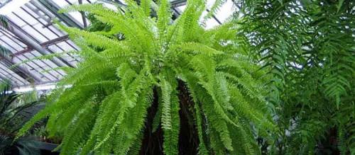 Нефролепис польза. Все о растении нефролепис в народной медицине