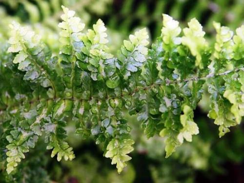 Уход в домашних условиях за нефролеписом. Описание 02