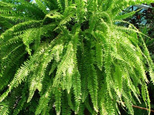 Уход в домашних условиях за нефролеписом. Описание 03