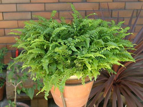 Нефролепис приметы. Секреты ухода за папоротником нефролепис в домашних условиях