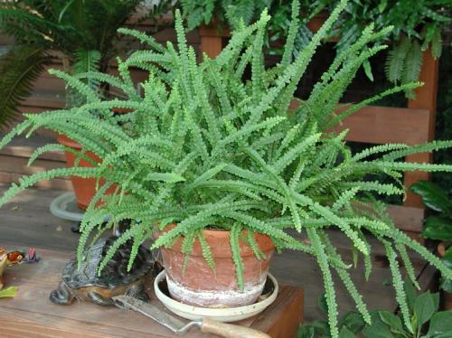 Нефролепис приметы. Секреты ухода за папоротником нефролепис в домашних условиях