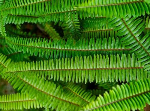 Уход в домашних условиях за нефролеписом. Описание 04