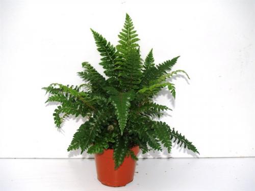 Нефролепис приметы. Секреты ухода за папоротником нефролепис в домашних условиях