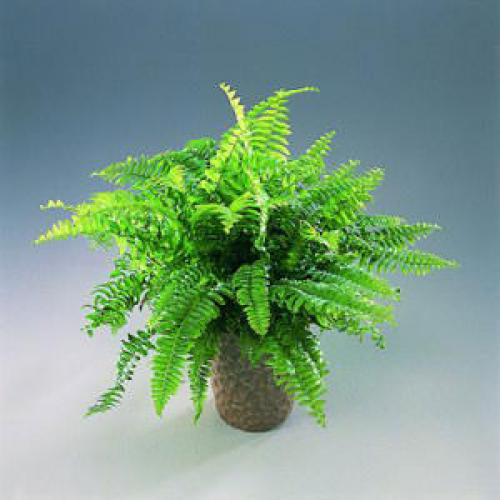 Нефролепис приметы. Секреты ухода за папоротником нефролепис в домашних условиях