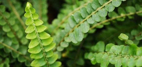 Нефролепис польза. Все о растении нефролепис в народной медицине