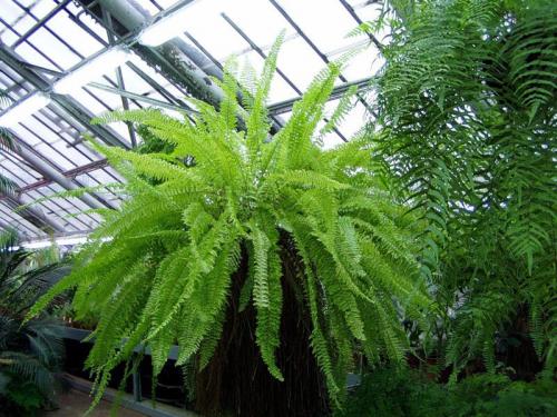 Нефролепис приметы. Секреты ухода за папоротником нефролепис в домашних условиях