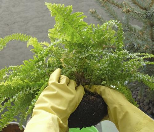 Нефролепис приметы. Секреты ухода за папоротником нефролепис в домашних условиях