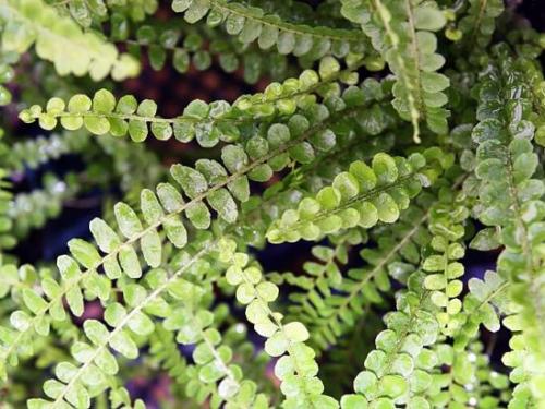 Уход в домашних условиях за нефролеписом. Описание 01