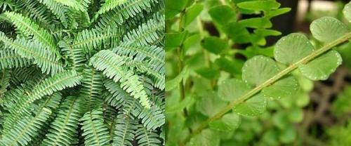 Нефролепис сохнут листья. Папоротник нефролепис 