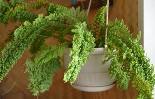 Нефролепис приметы. Секреты ухода за папоротником нефролепис в домашних условиях