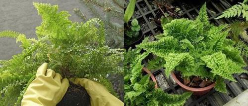 Нефролепис уход после покупки. Пересадка нефролеписа из магазинного субстрата