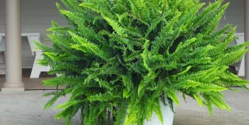 Нефролепис польза. Все о растении нефролепис в народной медицине