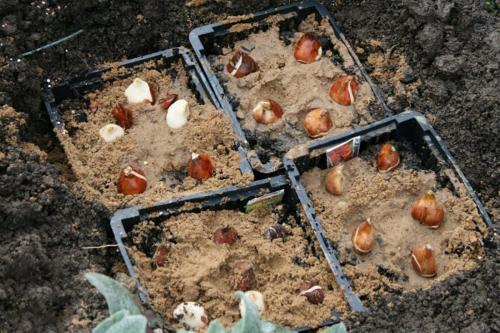 Посадка тюльпанов в яичные лотки. 2 способа посадки тюльпанов