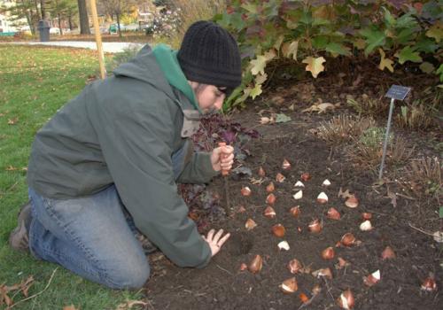 Посадка тюльпанов в ящики. Сроки посадки