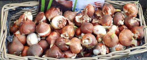 Посадка тюльпанов в ящики. Сроки посадки