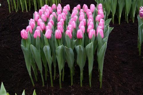 Посадка тюльпанов в яичные лотки. 2 способа посадки тюльпанов