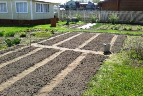 Когда сажать морковь. Посадка моркови в открытый грунт весной: сроки сева