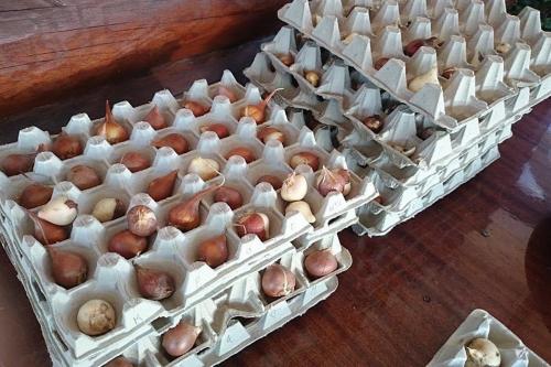 Посадка тюльпанов в яичные лотки. 2 способа посадки тюльпанов