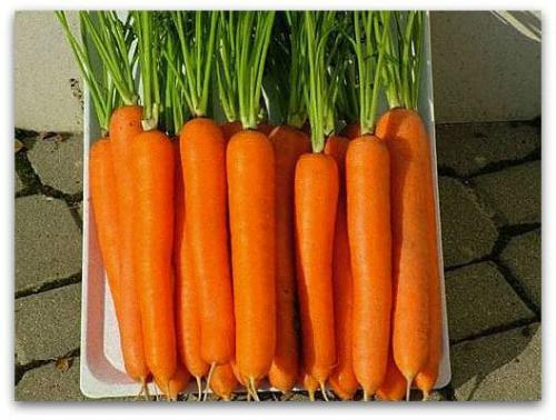 Раннеспелые сорта моркови. Ранние хорошие сорта моркови для открытого грунта