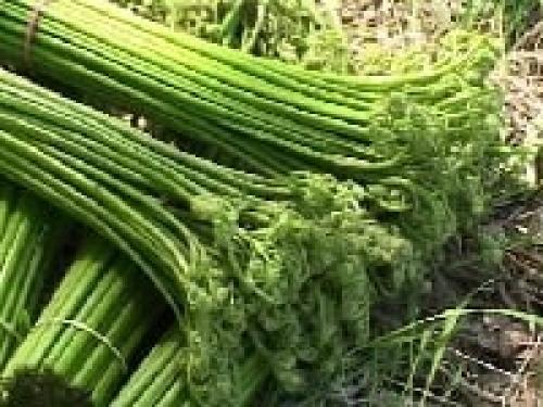 Рецепт заготовки папоротника на зиму. Как засолить папоротник в домашних условиях — рецепты в банках, по ГОСТу, в рассоле