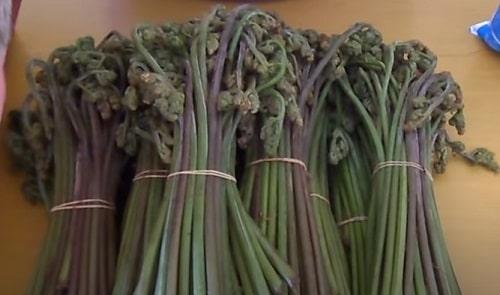 Рецепт заготовки папоротника на зиму. Как засолить папоротник в домашних условиях — рецепты в банках, по ГОСТу, в рассоле