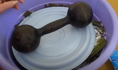 Рецепт заготовки папоротника на зиму. Как засолить папоротник в домашних условиях — рецепты в банках, по ГОСТу, в рассоле