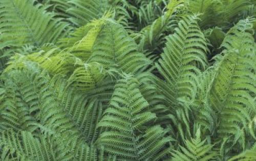 Чем кормить папоротник. Fertilizing Outdoor Ferns – Types Of Garden Fern Fertilizer