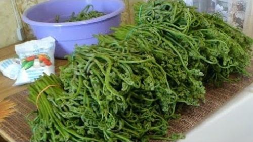 Рецепт заготовки папоротника на зиму. Как засолить папоротник в домашних условиях — рецепты в банках, по ГОСТу, в рассоле